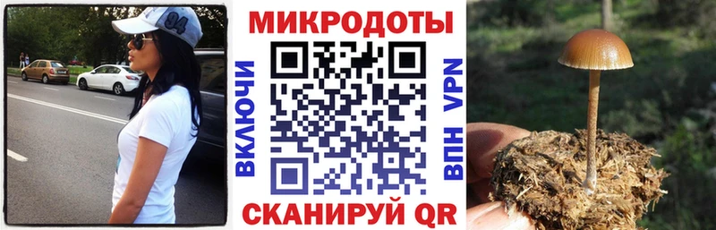 Псилоцибиновые грибы Psilocybine cubensis  Бородино 